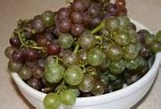 Image result for Plant That Looks Like Grapes