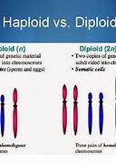 Image result for What Makes a Haploid