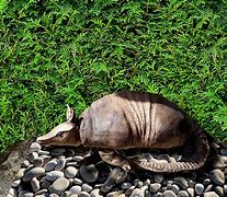 Image result for Baby Armadillo Meme