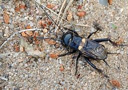 Image result for Common Field Cricket