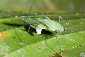 Image result for Female Katydid