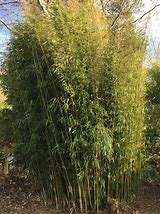 Image result for Fargesia robusta Formidable