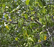 Image result for Manchineel Tree Rash