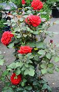 Image result for Rose Flower Plant