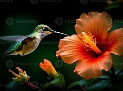 Image result for Hummingbird and Hibiscus Flower
