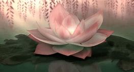 Image result for Lotus Pod Skin Disease Real