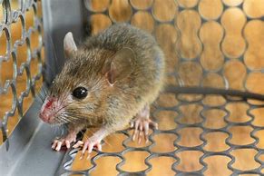 Image result for Best Mouse Exterminator