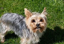 Image result for Yorkshire Terrier