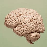 Image result for Shrinked Brain