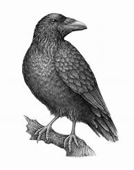 Image result for Raven Head Drawing