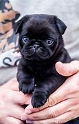 Image result for Cute Black Pug Pictures