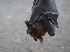 Image result for Big Bat Hanging Upside Down