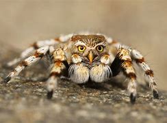 Image result for Tarantula with Pet Frog