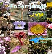 Image result for endemismo