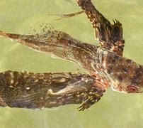 Image result for Flying Fish Adaptations