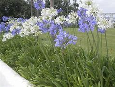 Image result for Agapanthus Blue de Chine