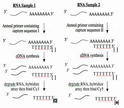 Image result for RNA to cDNA