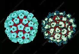 Image result for السنط الجلدي Papillomaviruses