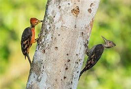 Image result for Reinwardtipicus validus