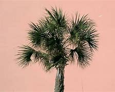 Image result for Stone with Pink Palm Tree Texture