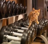 Image result for Cat in Gym
