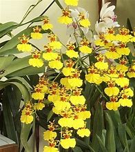 Image result for Low-Growing Orchids