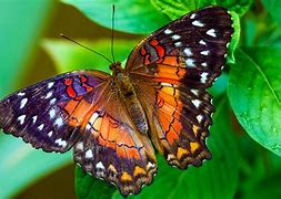 Image result for Big Colorful Butterflies