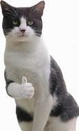 Image result for White Cat Phone Picture Meme