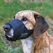 Image result for Dog Muzzle No Bark