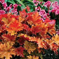 Image result for Heuchera Marmalade ®