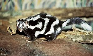 Image result for Locals Only Puckered Skunk