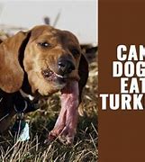 Image result for Can Dogs Eat Turkey