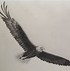 Image result for Eagle Line Drawing On Top
