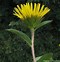 Image result for Inula hirta