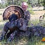 Image result for California Wild Turkey Hunting