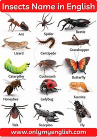 Image result for All Insects Names