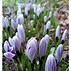 Image result for Crocus vernus Striped Beauty