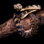 Image result for Biggest Snake in the World Guinness