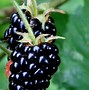 Image result for BlackBerry Fruit Vine