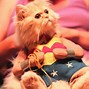 Image result for Cat Hero Meme