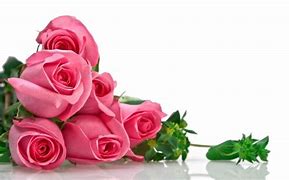 Image result for Pink Roses with Transparent Background