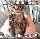 Image result for Animal Memes Funny Harry Potter