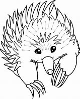 Image result for Echidna Line Drawing