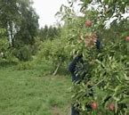 Image result for Bilpin Fruit Picking