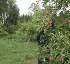 Image result for Red Delicious Apple Tree