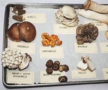 Image result for 3 Grams of Mushrooms