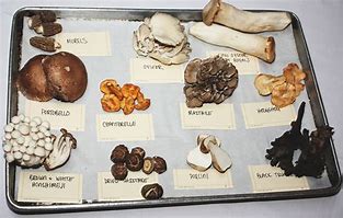 Image result for What Does a Gram of Mushrooms Look Like