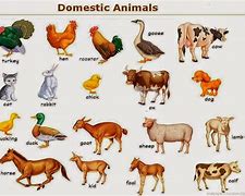 Image result for Laminas De Animales Domesticos
