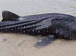 Image result for Beached Whale Shark