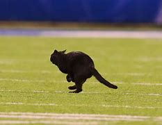 Image result for Sick Black Cat Meme